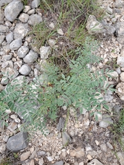 Indigofera lindheimeriana