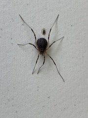 Eumesosoma