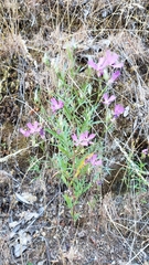 Clarkia biloba brandegeeae
