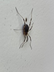 Eumesosoma