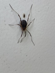 Eumesosoma