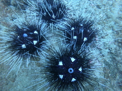 Astropyga pulvinata