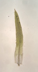 Weissia brachycarpa