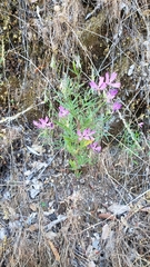 Clarkia biloba brandegeeae