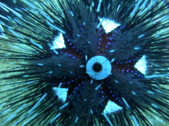 Astropyga pulvinata