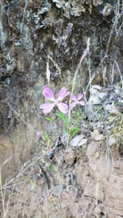 Clarkia biloba brandegeeae