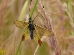 Libelloides ictericus