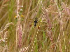 Libelloides ictericus