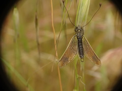 Libelloides ictericus