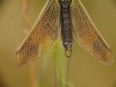 Libelloides ictericus