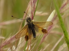 Libelloides ictericus