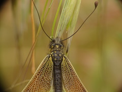Libelloides ictericus