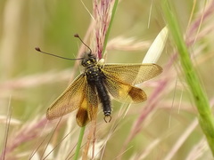 Libelloides ictericus