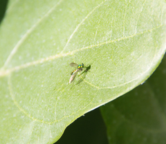 Chrysosoma leucopogon