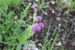 Penstemon cobaea