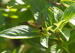 Delta campaniforme campaniforme