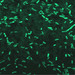 Gammaproteobacteria - Photo (c) AJ Cann, μερικά δικαιώματα διατηρούνται (CC BY-NC)