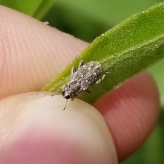 Cylindrocopturus adspersus
