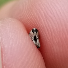 Cylindrocopturus adspersus