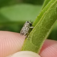 Cylindrocopturus adspersus