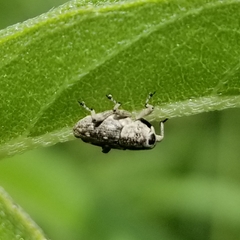 Cylindrocopturus adspersus