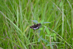 Noctuana lactifera