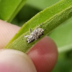 Cylindrocopturus adspersus