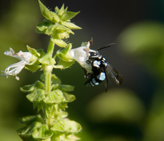 Thyreus novaehollandiae