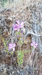 Clarkia biloba brandegeeae