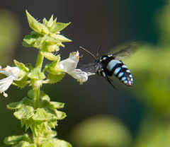 Thyreus novaehollandiae