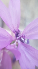 Clarkia biloba brandegeeae