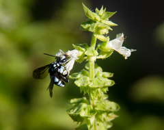 Thyreus novaehollandiae
