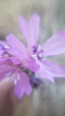 Clarkia biloba brandegeeae