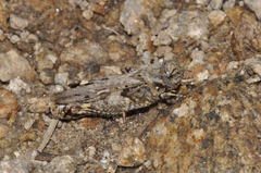 Acrotylus fischeri