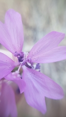 Clarkia biloba brandegeeae