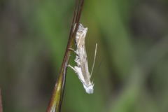 Isophrictis anthemidella