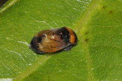 Penthimia nigra