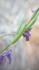 Clarkia biloba brandegeeae