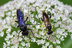 Tenthredo bifasciata