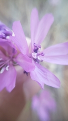Clarkia biloba brandegeeae