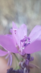 Clarkia biloba brandegeeae