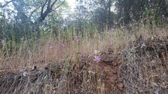 Clarkia biloba brandegeeae