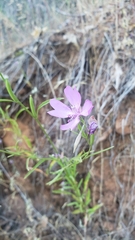 Clarkia biloba brandegeeae