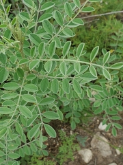 Indigofera lindheimeriana