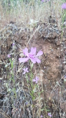 Clarkia biloba brandegeeae