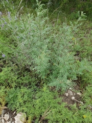 Indigofera lindheimeriana