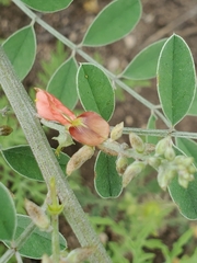 Indigofera lindheimeriana