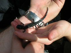 Aneides flavipunctatus