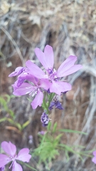 Clarkia biloba brandegeeae