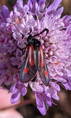 Zygaena sarpedon